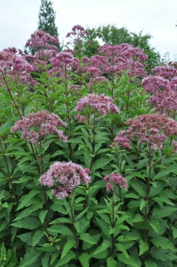 Eupatorium Atropurpureum Group Eupatorium maculatum 'Atropurpureum' pot Eupatorium maculatum 'Atropurpureum'