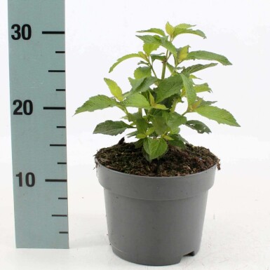 Eupatorium Atropurpureum Group Eupatorium maculatum 'Atropurpureum' pot Eupatorium maculatum 'Atropurpureum'