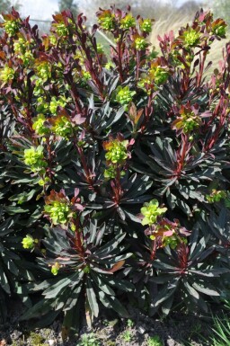 Wood spurge Euphorbia amygdaloides 'Purpurea' pot Euphorbia amygdaloides 'Purpurea'