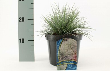 Blue fescue Festuca glauca 'Elijah Blue' pot Festuca glauca 'Elijah Blue'