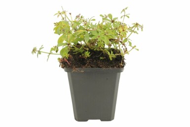 Sweet woodruff Galium odoratum pot Galium odoratum