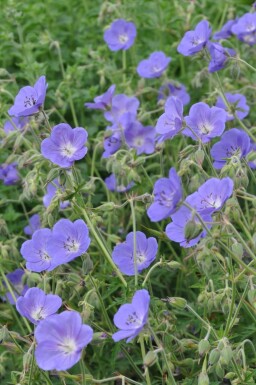Cranesbill Geranium 'Brookside' pot Geranium 'Brookside'