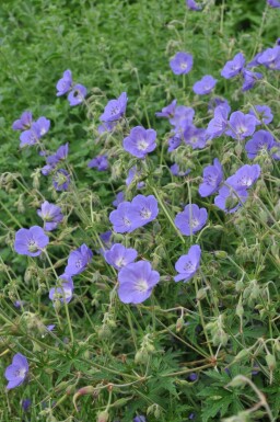 Cranesbill Geranium 'Brookside' pot Geranium 'Brookside'
