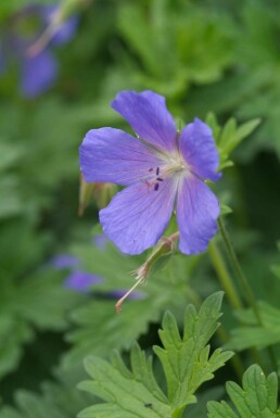 Cranesbill Geranium 'Johnson's Blue' pot Geranium 'Johnson's Blue'