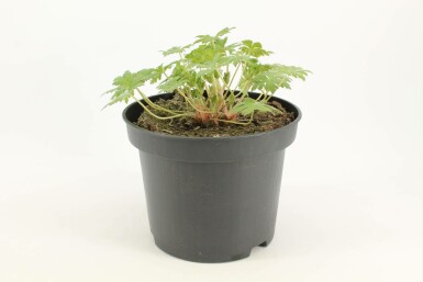 Cranesbill Geranium 'Johnson's Blue' pot Geranium 'Johnson's Blue'
