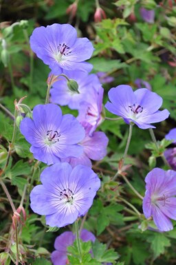 Geranium Geranium 'Rozanne' pot Geranium 'Rozanne'