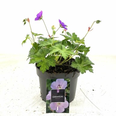 Geranium Geranium 'Rozanne' pot Geranium 'Rozanne'
