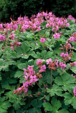 Big-root cranesbill Geranium macrorrhizum 'Ingwersen's Variety' pot Geranium macrorrhizum 'Ingwersen's Variety'