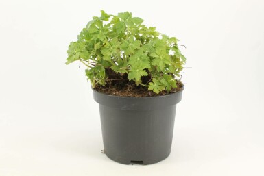 Big-root cranesbill Geranium macrorrhizum 'Ingwersen's Variety' pot Geranium macrorrhizum 'Ingwersen's Variety'