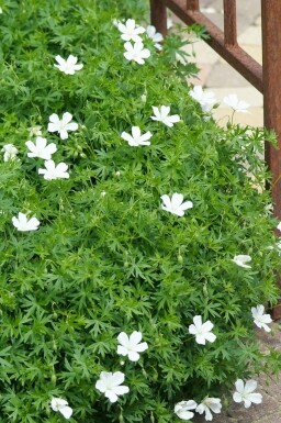 Bloody cranesbill Geranium sanguineum 'Album' pot Geranium sanguineum 'Album'