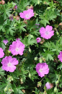 Bloody cranesbill Geranium sanguineum 'Max Frei' pot Geranium sanguineum 'Max Frei'