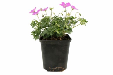 Bloody cranesbill Geranium sanguineum 'Max Frei' pot Geranium sanguineum 'Max Frei'