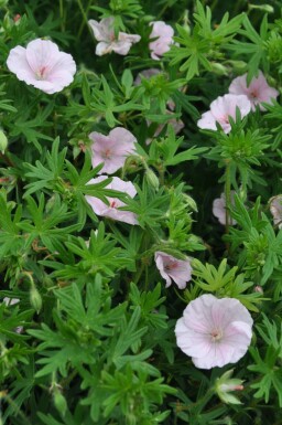 Striped bloody cranesbill Geranium sanguineum 'Striatum' pot Geranium sanguineum 'Striatum'
