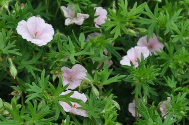 Striped bloody cranesbill Geranium sanguineum 'Striatum' pot Geranium sanguineum 'Striatum'