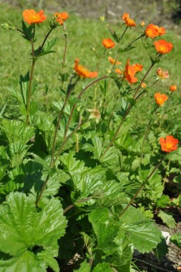 Scarlet-flowered avens Geum coccineum 'Borisii' pot Geum coccineum 'Borisii'