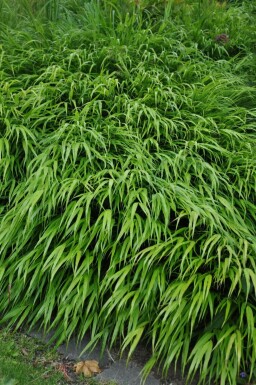 Japanese forest grass Hakonechloa macra pot Hakonechloa macra