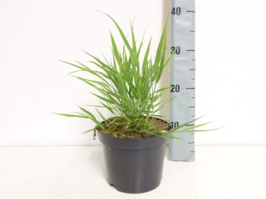 Japanese forest grass Hakonechloa macra pot Hakonechloa macra