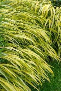 Golden hakonechloa Hakonechloa macra 'Aureola' pot Hakonechloa macra 'Aureola'