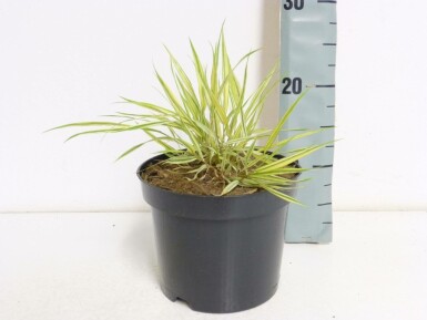 Golden hakonechloa Hakonechloa macra 'Aureola' pot Hakonechloa macra 'Aureola'
