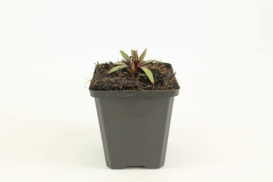 Sneezeweed Helenium 'Moerheim Beauty' pot Helenium 'Moerheim Beauty'