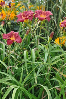 Daylily Hemerocallis 'Sammy Russell' pot Hemerocallis 'Sammy Russell'