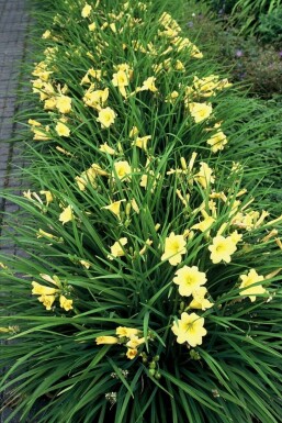 Daylily Hemerocallis 'Stella de Oro' pot Hemerocallis 'Stella de Oro'