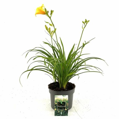 Daylily Hemerocallis 'Stella de Oro' pot Hemerocallis 'Stella de Oro'
