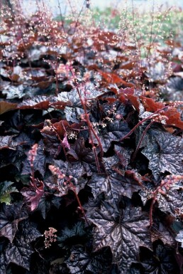 Heuchera micrantha 'Palace Purple'