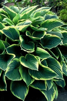 Gold-edged plantain lily Hosta fortunei 'Aureomarginata' pot Hosta fortunei 'Aureomarginata'