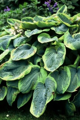 Plantain lily Hosta sieboldiana 'Frances Williams' pot Hosta sieboldiana 'Frances Williams'