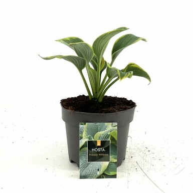 Plantain lily Hosta sieboldiana 'Frances Williams' pot Hosta sieboldiana 'Frances Williams'