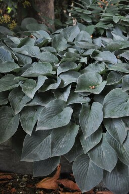 Hosta Hosta tardiana 'Halcyon' pot Hosta tardiana 'Halcyon'