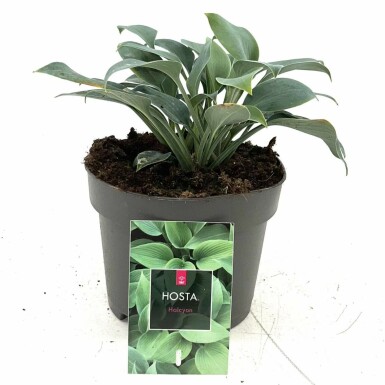Hosta Hosta tardiana 'Halcyon' pot Hosta tardiana 'Halcyon'