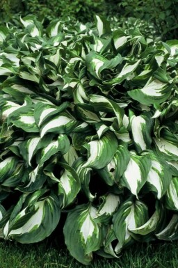 Wavy plantain lily Hosta undulata 'Mediovariegata' pot Hosta undulata 'Mediovariegata'