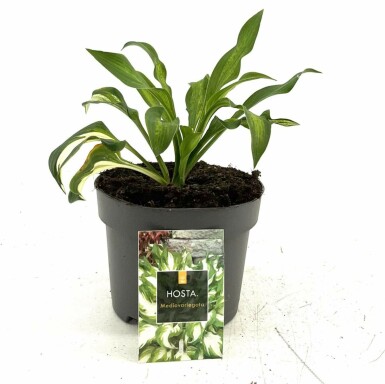 Wavy plantain lily Hosta undulata 'Mediovariegata' pot Hosta undulata 'Mediovariegata'