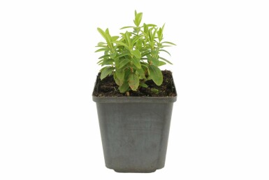Aaron's beard Hypericum calycinum pot Hypericum calycinum