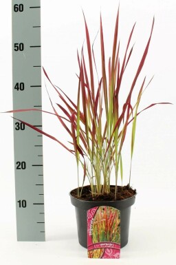 Cogon grass Imperata cylindrica 'Red Baron' pot Imperata cylindrica 'Red Baron'