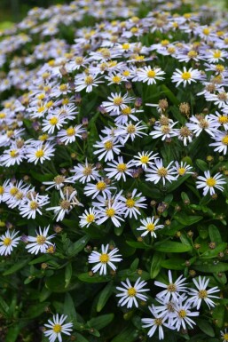 Aster Kalimeris incisa 'Nana Blue' pot Kalimeris incisa 'Nana Blue'