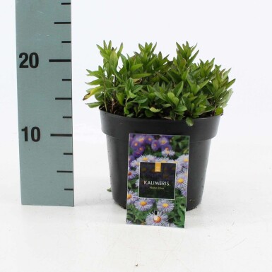 Aster Kalimeris incisa 'Nana Blue' pot Kalimeris incisa 'Nana Blue'