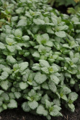 Spotted deadnettle Lamium maculatum 'White Nancy' pot Lamium maculatum 'White Nancy'