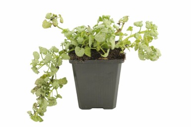 Spotted deadnettle Lamium maculatum 'White Nancy' pot Lamium maculatum 'White Nancy'