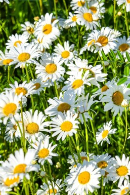 Shasta daisy Leucanthemum × superbum 'Silberprinzesschen' pot Leucanthemum × superbum 'Silberprinzesschen'