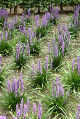 Lilyturf Liriope muscari 'Moneymaker' pot Liriope muscari 'Moneymaker'