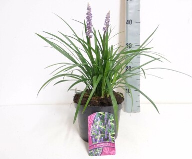 Lilyturf Liriope muscari 'Moneymaker' pot Liriope muscari 'Moneymaker'