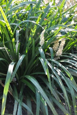 Lilyturf Liriope muscari 'Monroe White' pot Liriope muscari 'Monroe White'