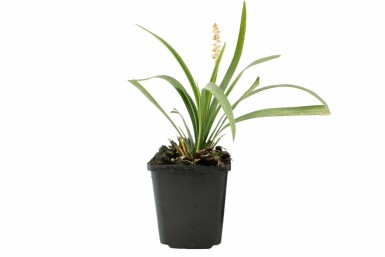 Lilyturf Liriope muscari 'Monroe White' pot Liriope muscari 'Monroe White'