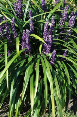 Lilyturf Liriope muscari 'Royal Purple' pot Liriope muscari 'Royal Purple'