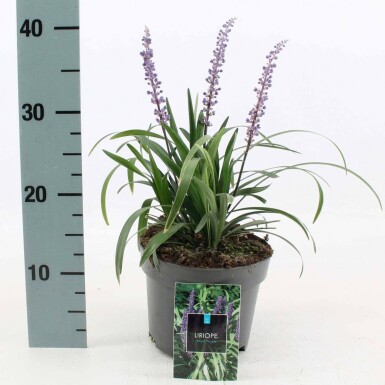 Lilyturf Liriope muscari 'Royal Purple' pot Liriope muscari 'Royal Purple'