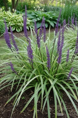 Lilyturf Liriope muscari 'Silvery Sunproof' pot Liriope muscari 'Silvery Sunproof'