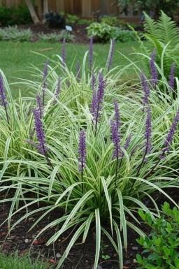 Lilyturf Liriope muscari 'Silvery Sunproof' pot Liriope muscari 'Silvery Sunproof'